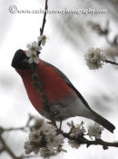 Bullfinch (Male)